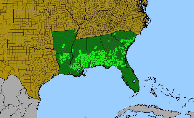 The range of Pinus glabra